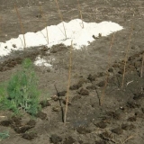 Kada mogu presaditi kupinu na novo mjesto?